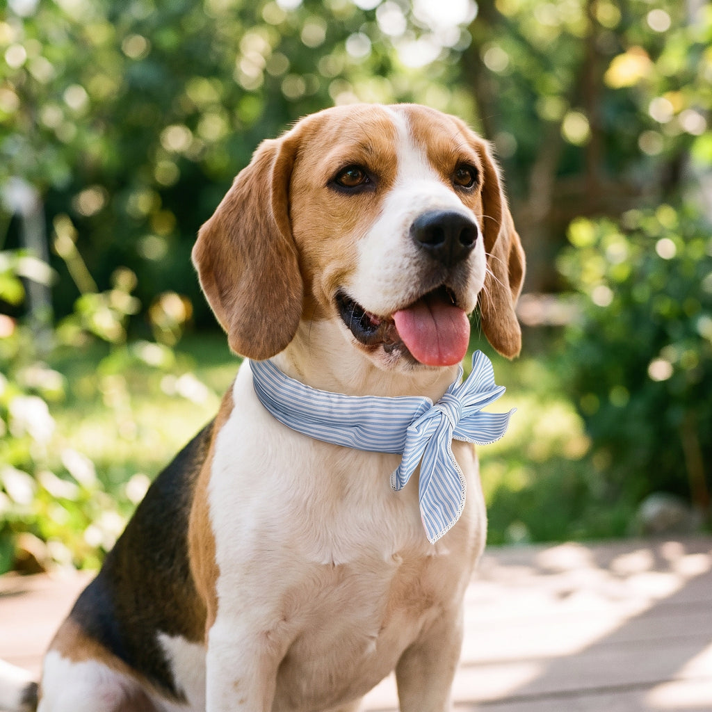 Bandana rafraîchissant rayé bleu et blanc porté par un beagle
